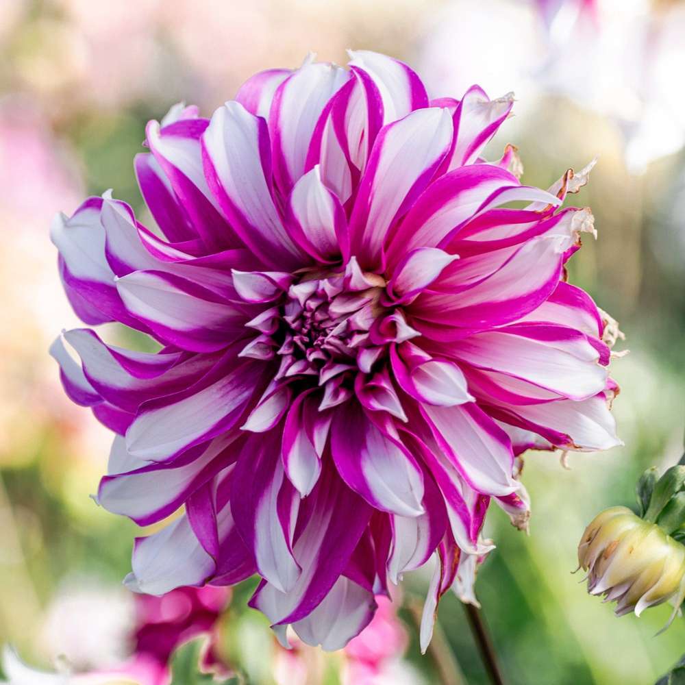 Dahlia 'Radegast'